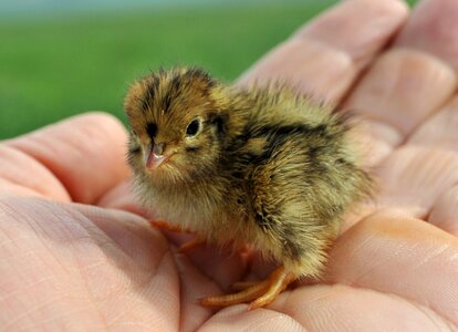 Nightingale chick cute