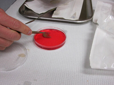Excised gills being placed in the culture media