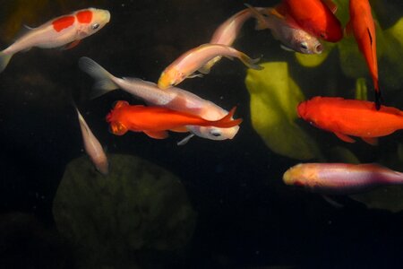 Goldfish underwater aquarium photo