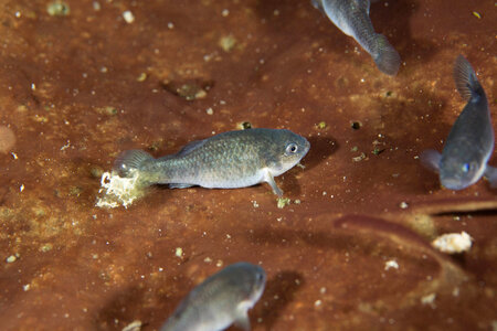 Captive Devils Hole pupfish-5 photo