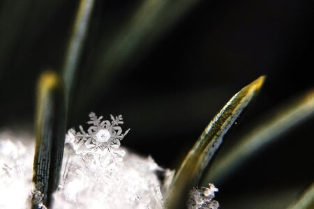 Frost plant snowflake