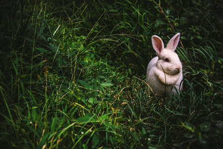 Cute, Small White Rabbit Sitting in the Grass photo