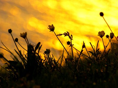 Flowers buttercup atmospheric photo
