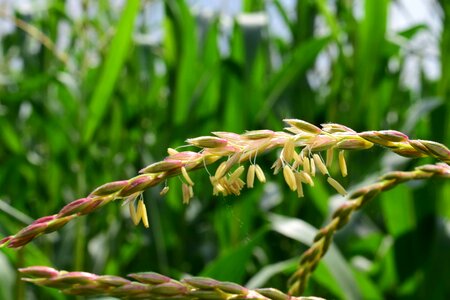 Agriculture cereal field