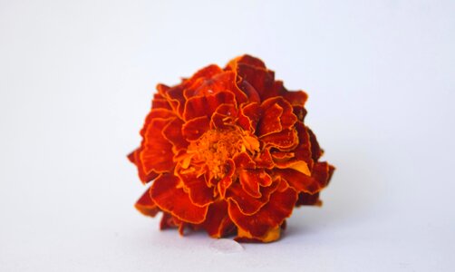 Blossom color design