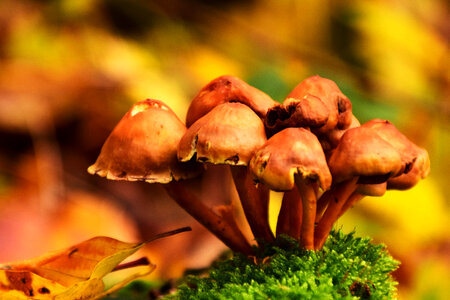 Fall Mushrooms
