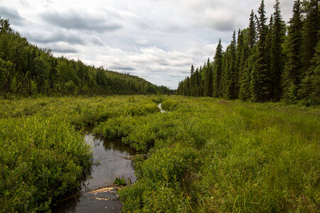 Salmon habitat , Lucille Creek-11 photo