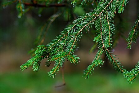Spruce green nature