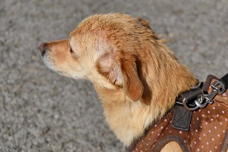 Dog canine puppy photo