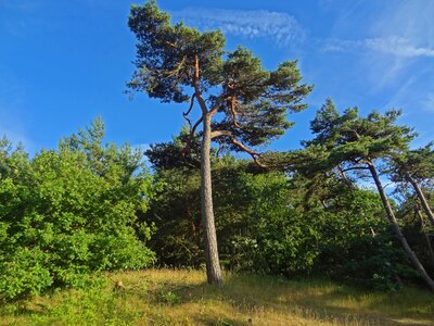 Dunes forest pinus