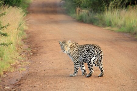 Animal leopard savannah photo