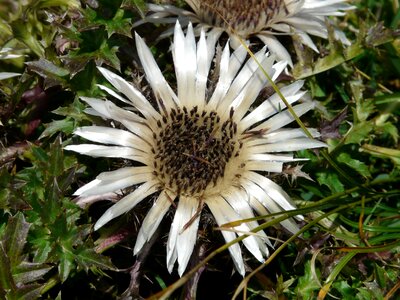 Bloom plant spiny