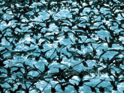 Aquatic Bird bird flock