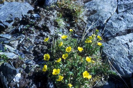 Avens flora plant