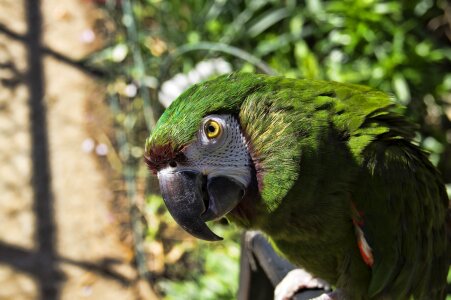 Macaw birds green macaw