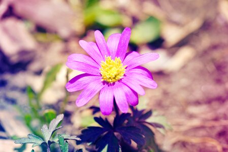Spring flower spring nature