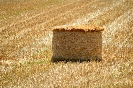 Hay Field agriculture bale photo
