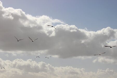 Birds seagulls bird flight