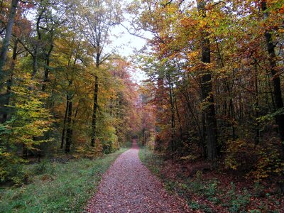 Landscape mood fall color