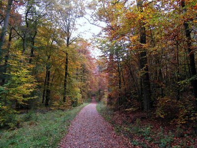 Landscape mood fall color photo