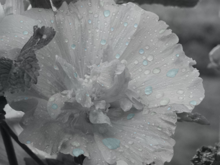 Blossom bloom rose bloom