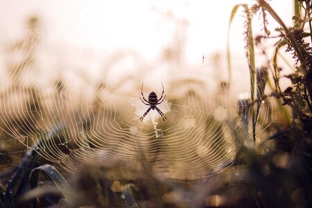 Spider Web Insect Macro photo