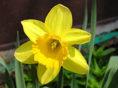 Daffodil spring summer photo