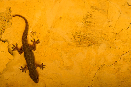 Gecko Lizard on a Yellow Wall photo