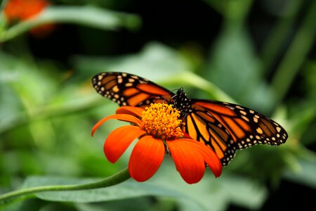 Butterfly close-up colorful photo