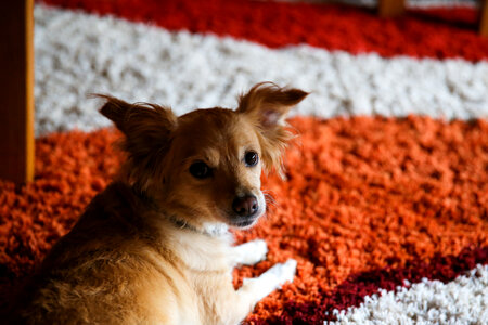 Small Dog on the Carpet