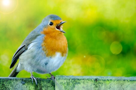 White spring rubecula