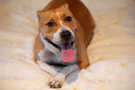 Tongue dog happiness photo