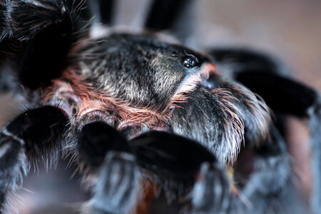 Hairy Spider Close-up photo