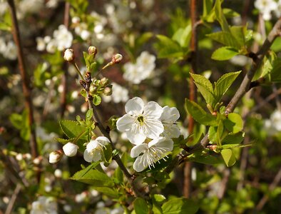 White blossom spring petite