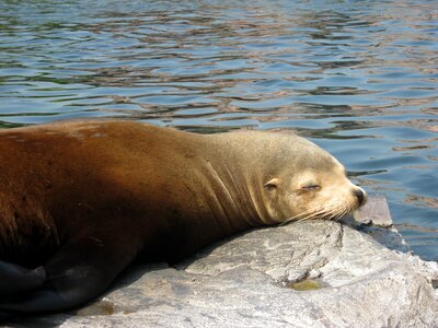 Animals posing lazing around photo