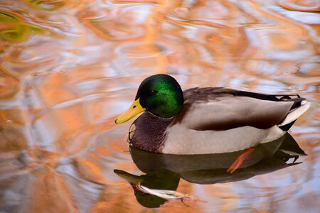 Animal aquatic bird avian photo