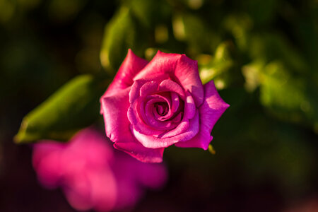 Pink Rose Flower photo