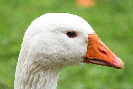 Water bird poultry nature photo