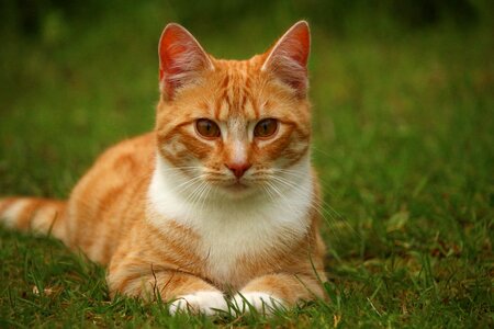 Adorable animal beautiful photo