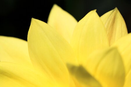 Beautiful beautiful flowers biology