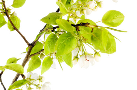 white flowers photo