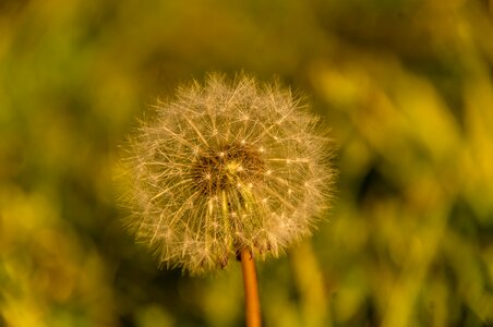 Dandelion feathery delicate