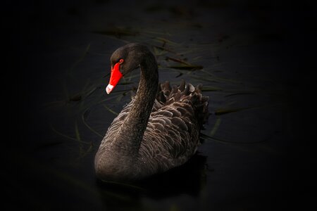 Australian black swan lake swimming