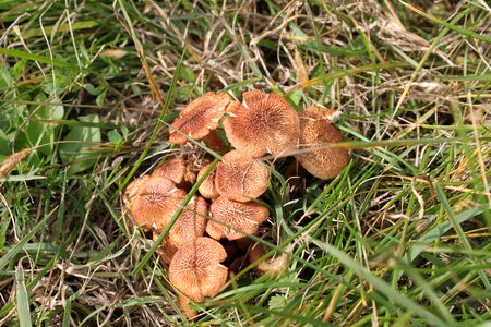 Fungus wild growing photo