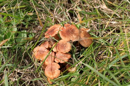 Fungus wild growing