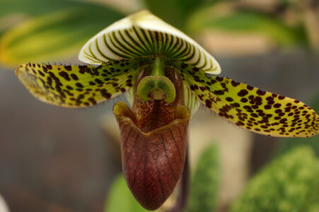Close up of lady's slipper orchid Paphiopedilum photo
