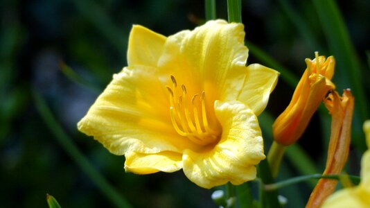 Day flora yellow