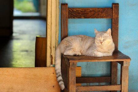 Cat Laying on a Chair Outdoors photo
