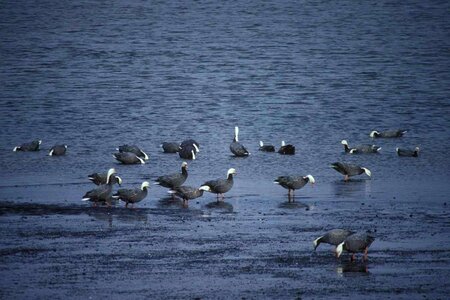 Emperor geese shoreline