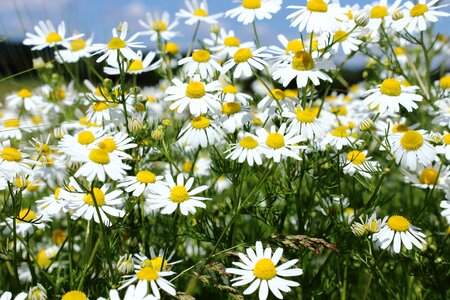 Beautiful Flowers biology bloom